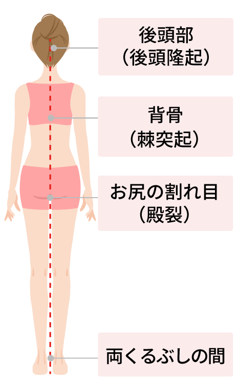 後頭部（後頭隆起）　背骨（棘突起）　お尻の割れ目（殿裂）　両くるぶしの間